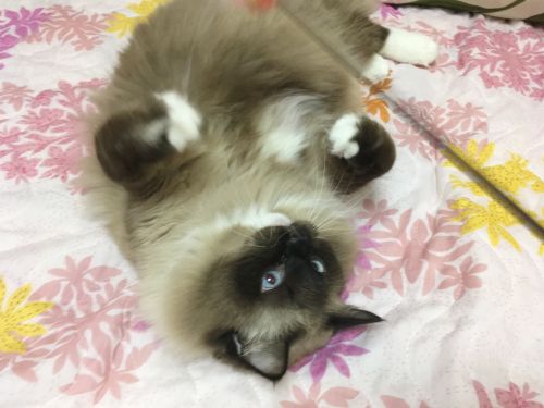 ラグドールと猫じゃらし4