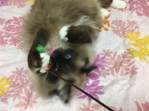 ラグドールと猫じゃらし6