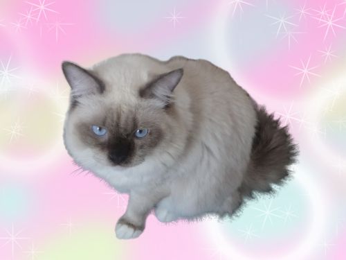子猫のホロン