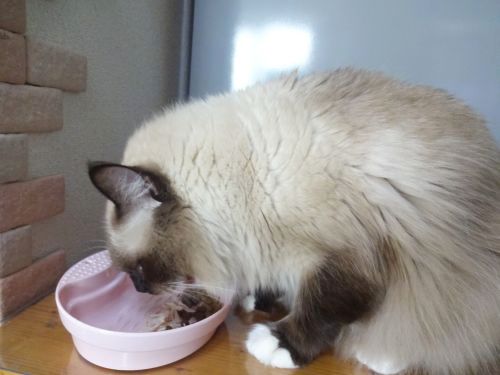 ご飯うまうま