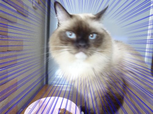 解せぬ猫