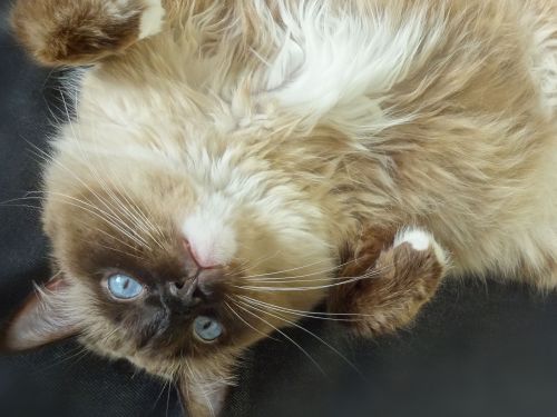 俺様猫