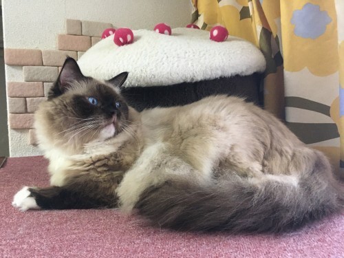 少し横を向くラグドール